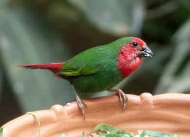 鳥類・ヒノマルチョウ